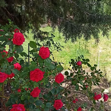 Aenaon Guesthouse Domek alpejski